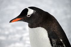 24C Gentoo Penguin Close Up On Cuverville Island On Quark Expeditions Antarctica Cruise.jpg